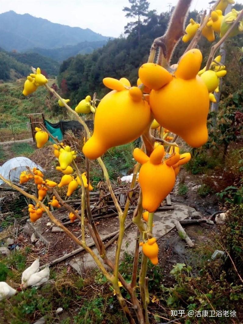 五指果外来入侵物种