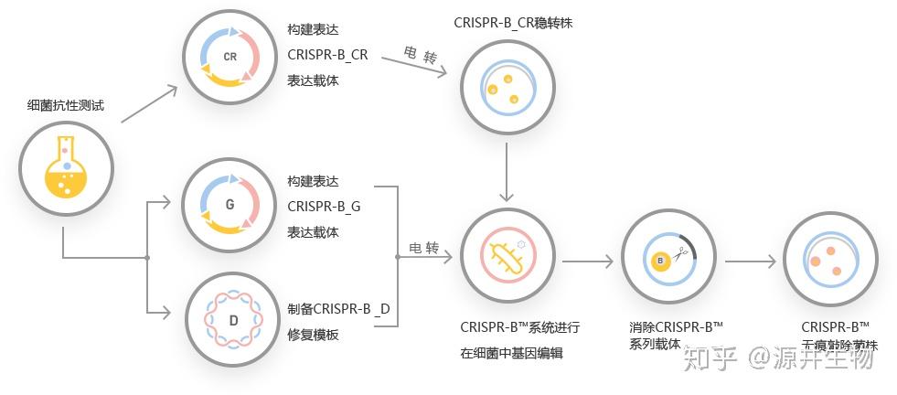 CRISPR-B™基因编辑细菌技术流程详解-源井生物 - 知乎