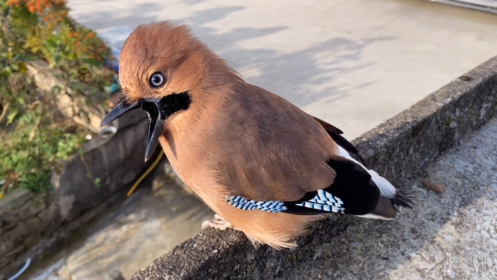 2:53顽皮的松鸦,主人把食物盖着它也能找到蒙面