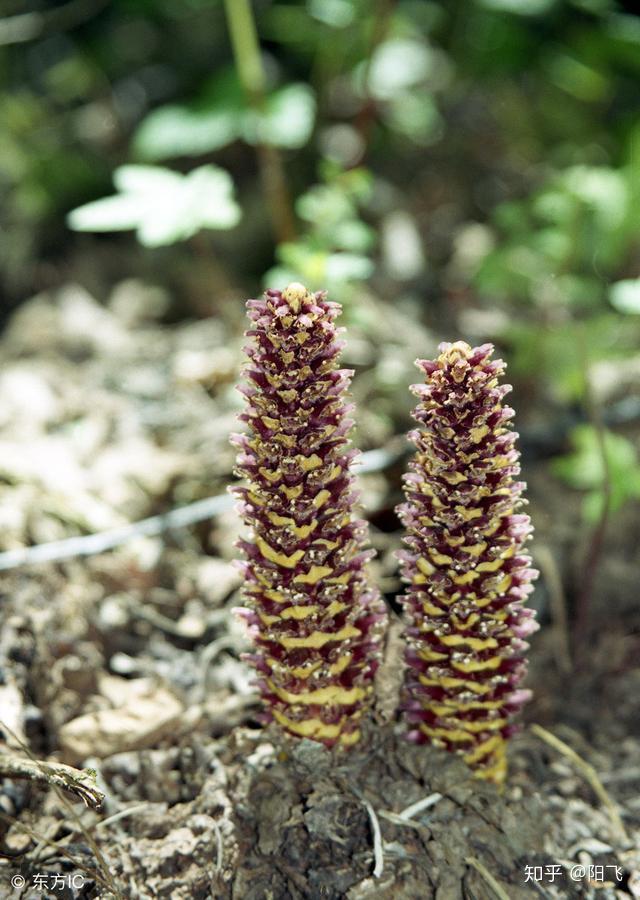就像下图中的这种野草一样,相信有很多人没有见过,这种叫草苁蓉的野草