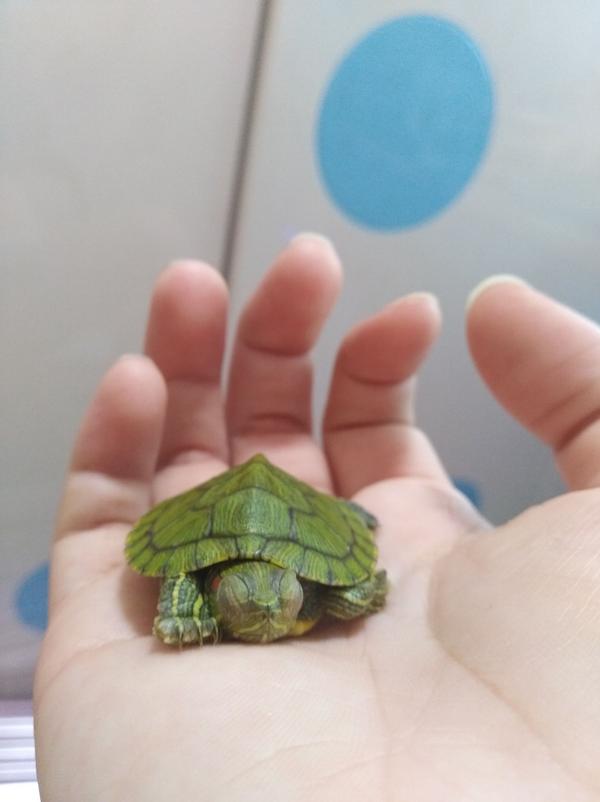 这只在手上睡觉的叫青柠