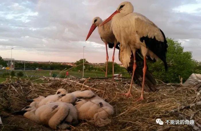 不过斯捷潘却乐在其中,因为他知道玛琳娜寻得了一位如意郎君,见证着一