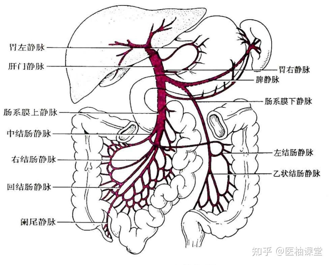 局部解剖学 腹部——胰、脾、肝门静脉 - 知乎