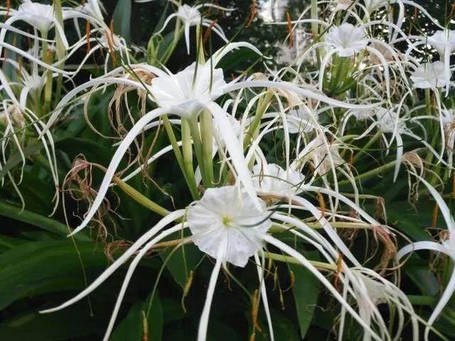 庭院光照不好植物養不活6種耐陰還開花超美的植物