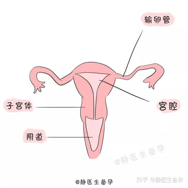 纵径5 5