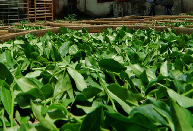 抓地草学名 v2-c800d35eb6155590f291bd37a6a6bb0e_1440w.jpg?source=172ae18b