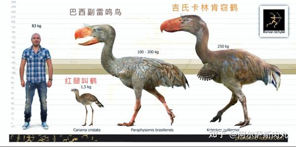 「Prehistoric Park丨史前公园 1」巨鸟奔腾——骇鸟兴衰简史 - 知乎
