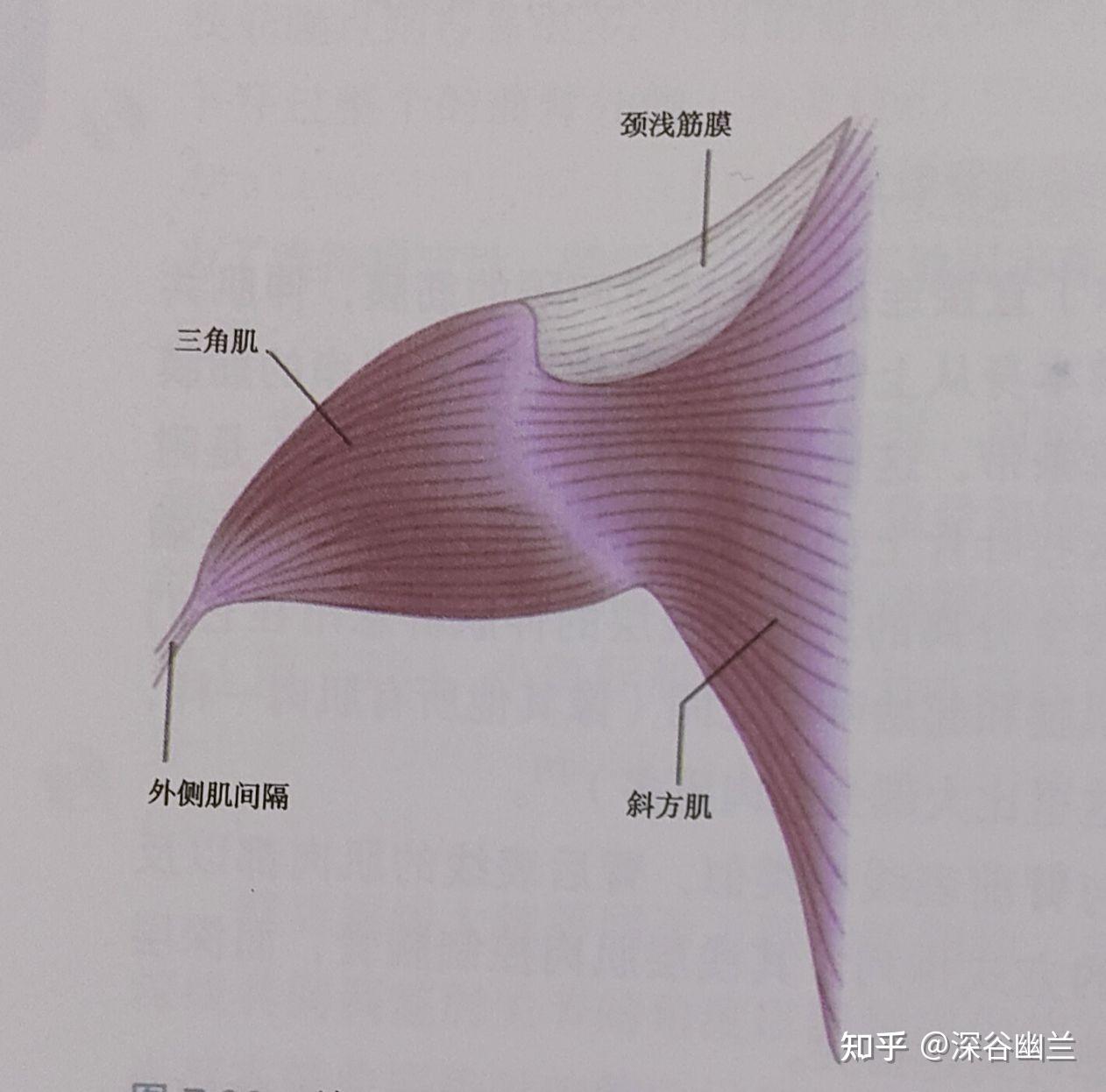 肌筋膜经线之手臂线 - 知乎