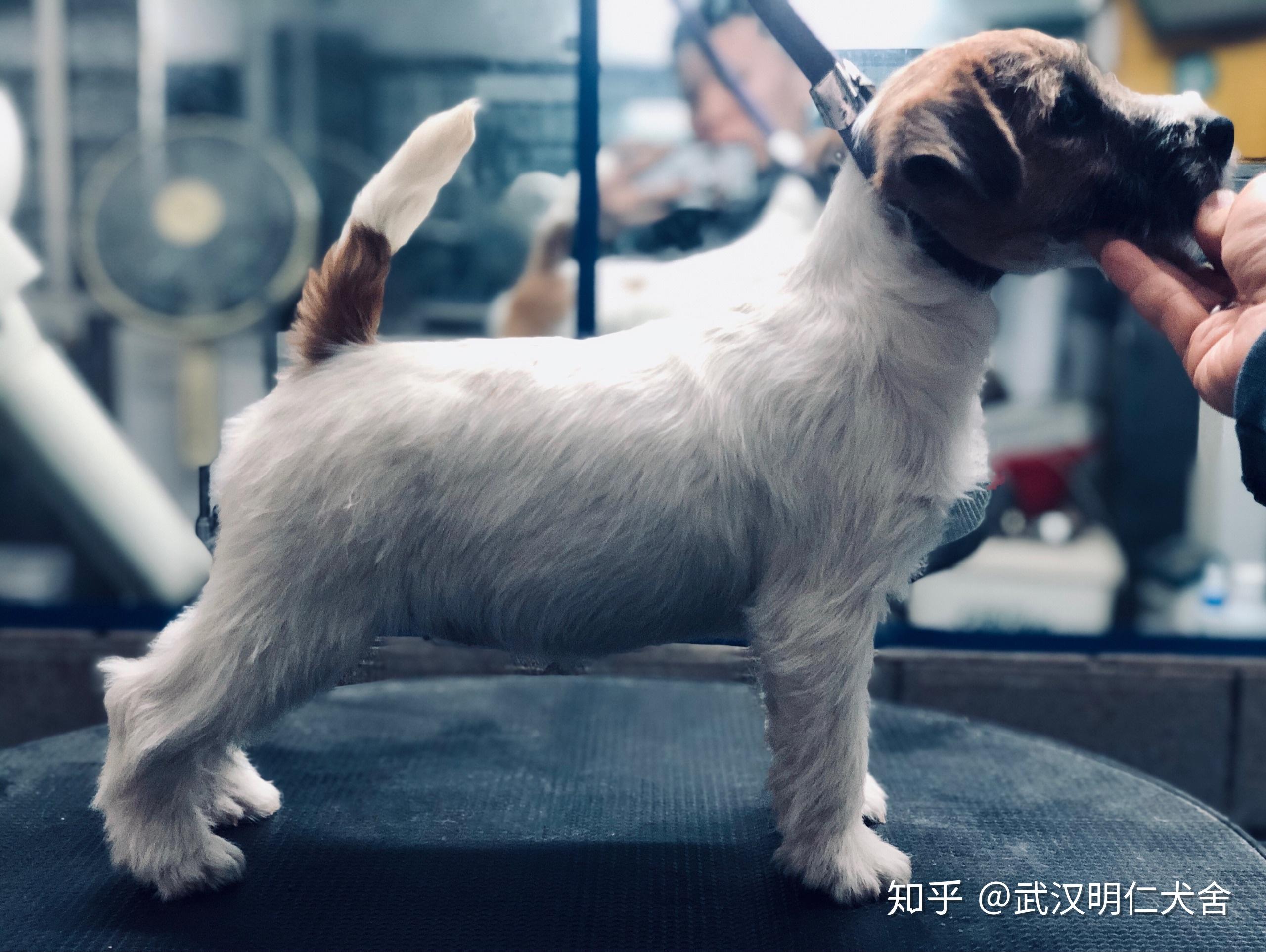 体型漂亮的杰克罗素梗