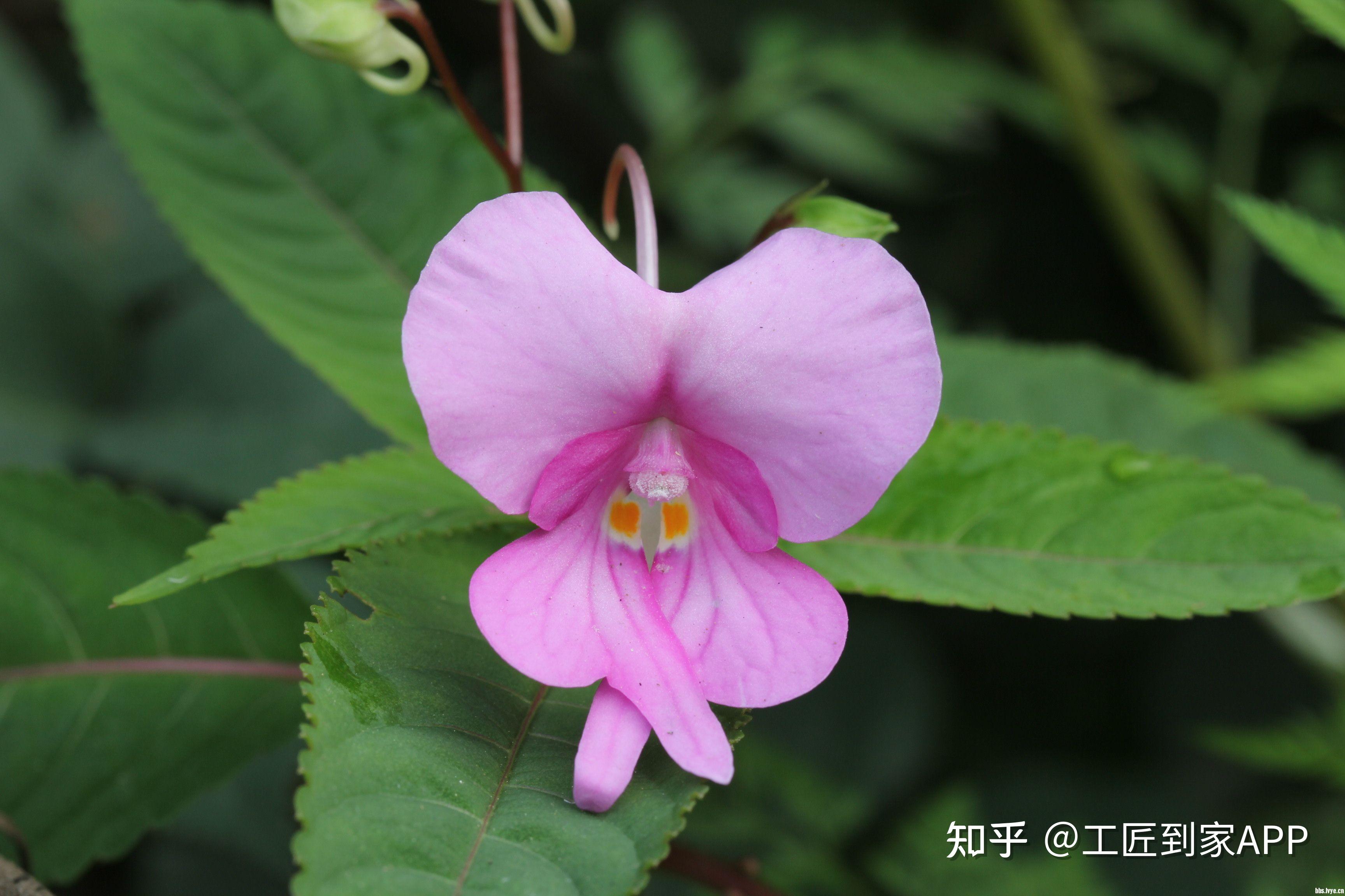 万年青和凤仙花等致癌,你们知道吗?