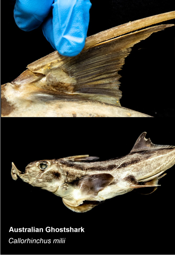 一只海狗多么痛的领悟吃鱼记得挑刺