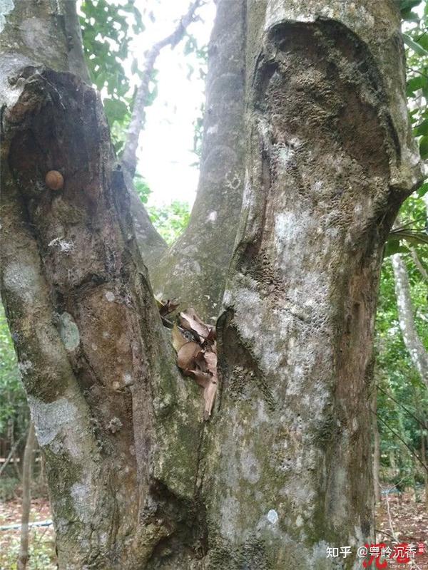 v2-c81ee06c72ca6256543a375e641f5f71_b.jp