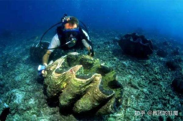 珍稀度堪比大熊猫-国家一级保护动物砗磲 - 知乎