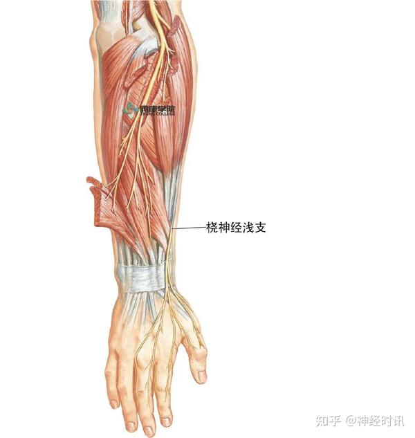 桡神经解剖及相关疾病 — 【经典干货】 - 知乎