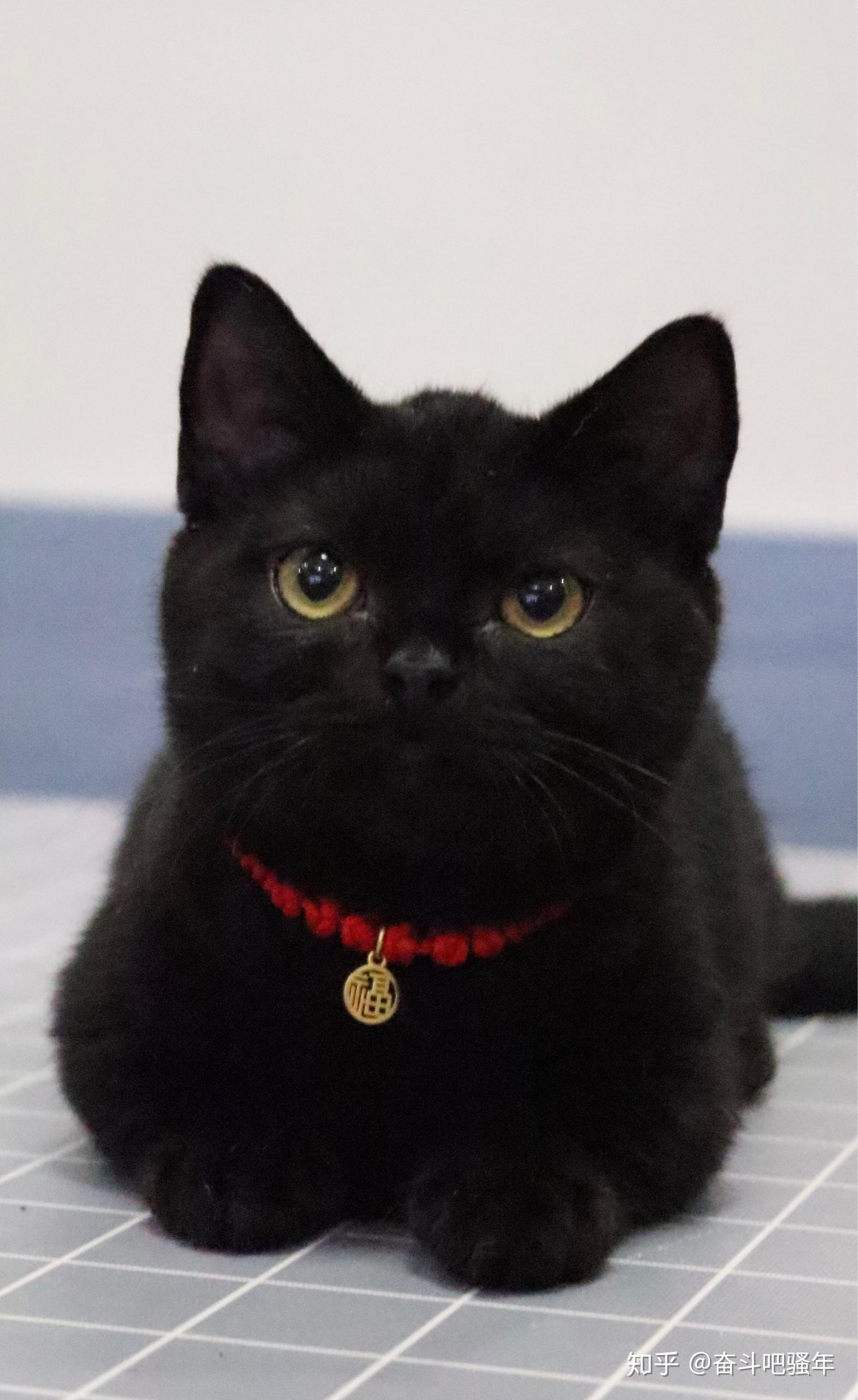 纯黑英短怎么配出来