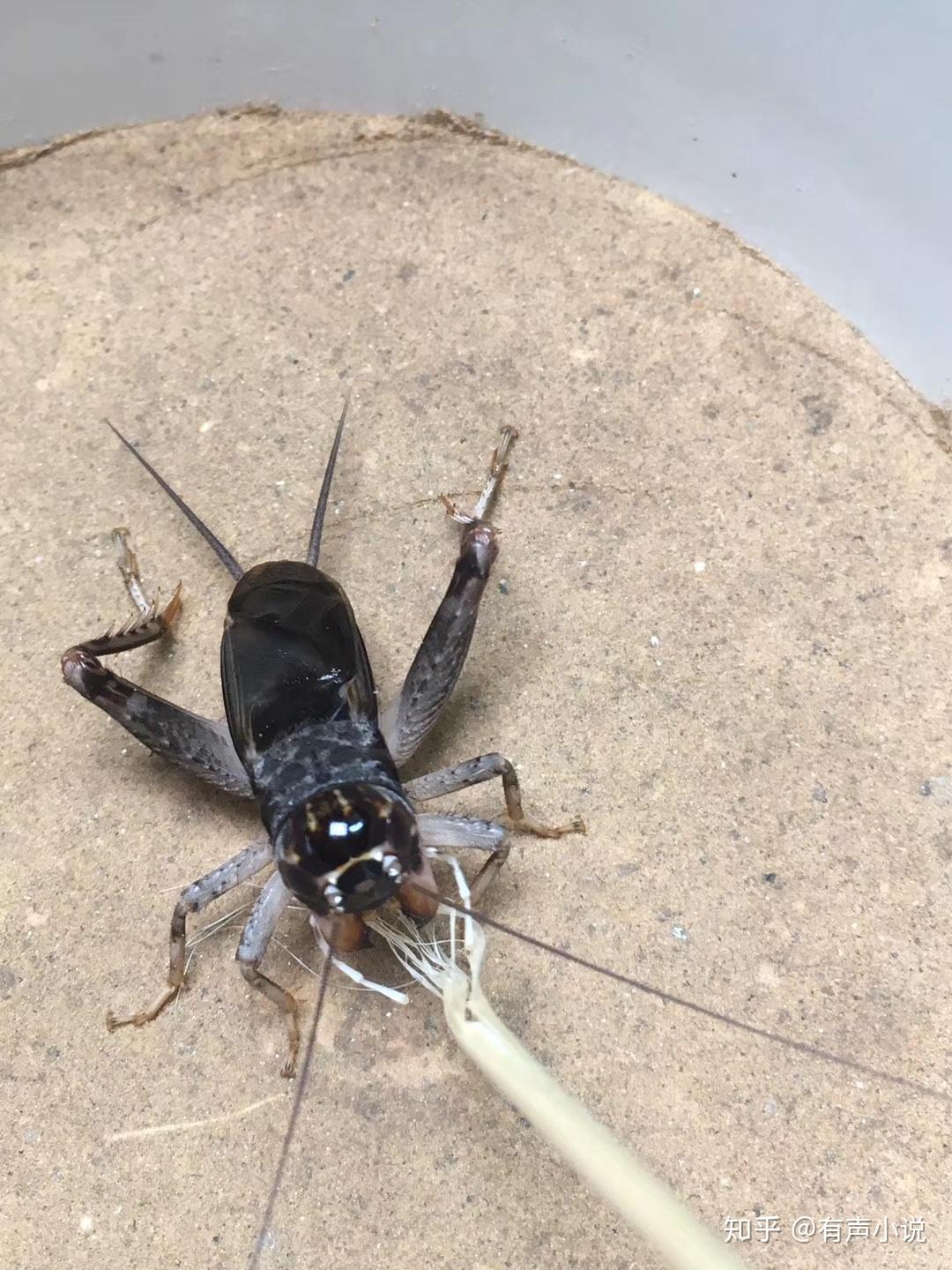 蟋蟀:白牙青翅 - 知乎