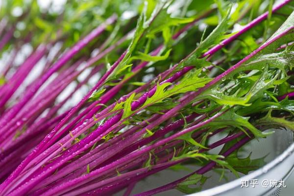 水菜与壬生菜 京都有啥骨骼清奇的蔬菜 知乎 水菜与壬生菜 京都有啥骨骼清奇的蔬菜 知乎
