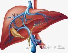 总胆汁酸升高,是不是我的肝脏出问题了? - 知乎