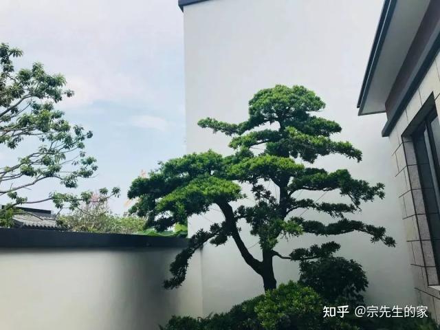 家里种好树，后代一直富！5种吉祥树，种一棵好处多，别错过 - 知乎