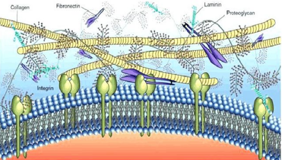 再生材料的“新星”：细胞外基质 - 知乎