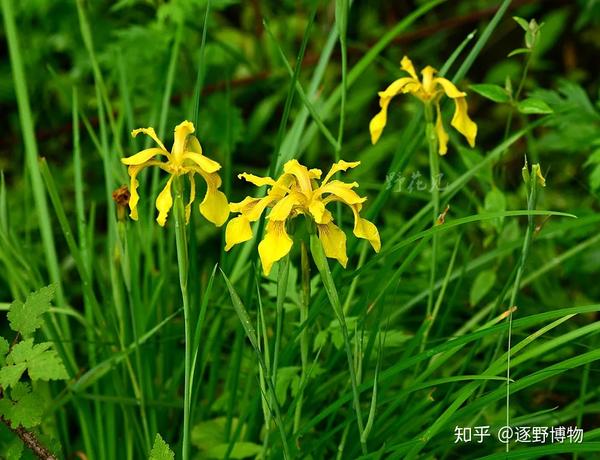 高山上的彩虹女神 鸢尾属iris 知乎