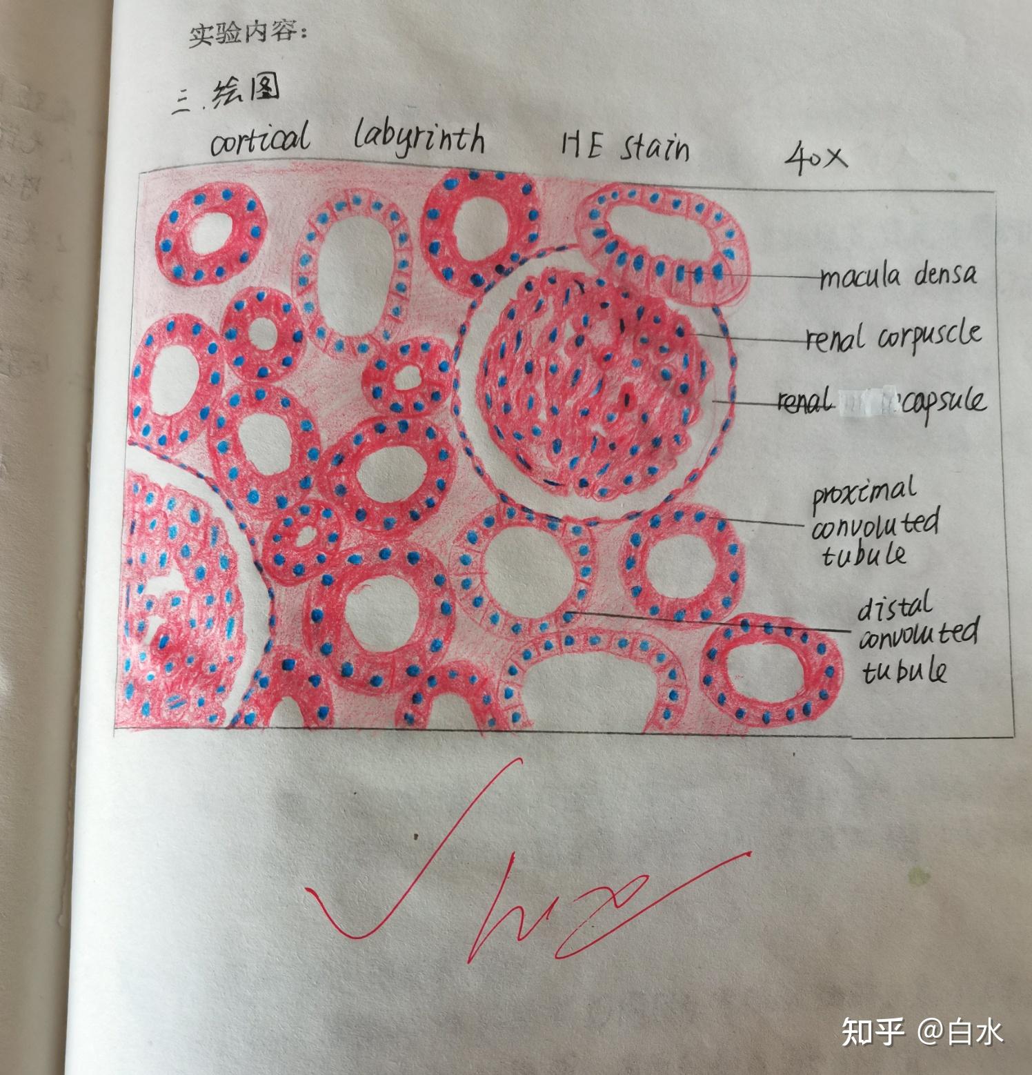 睾丸组胚红蓝铅笔图图片