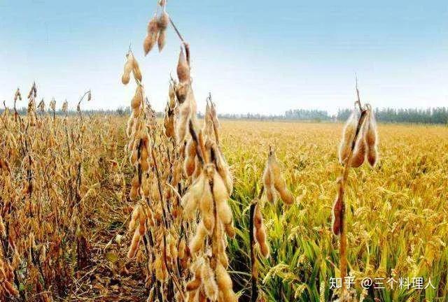 粮食囤了那么多，到底可以存放多久？ - 知乎
