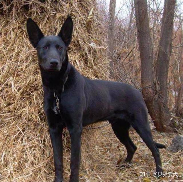 3,黑狼犬——综合性运动型狼犬