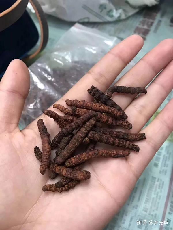 不是所有的虫草,都叫冬虫夏草! - 知乎