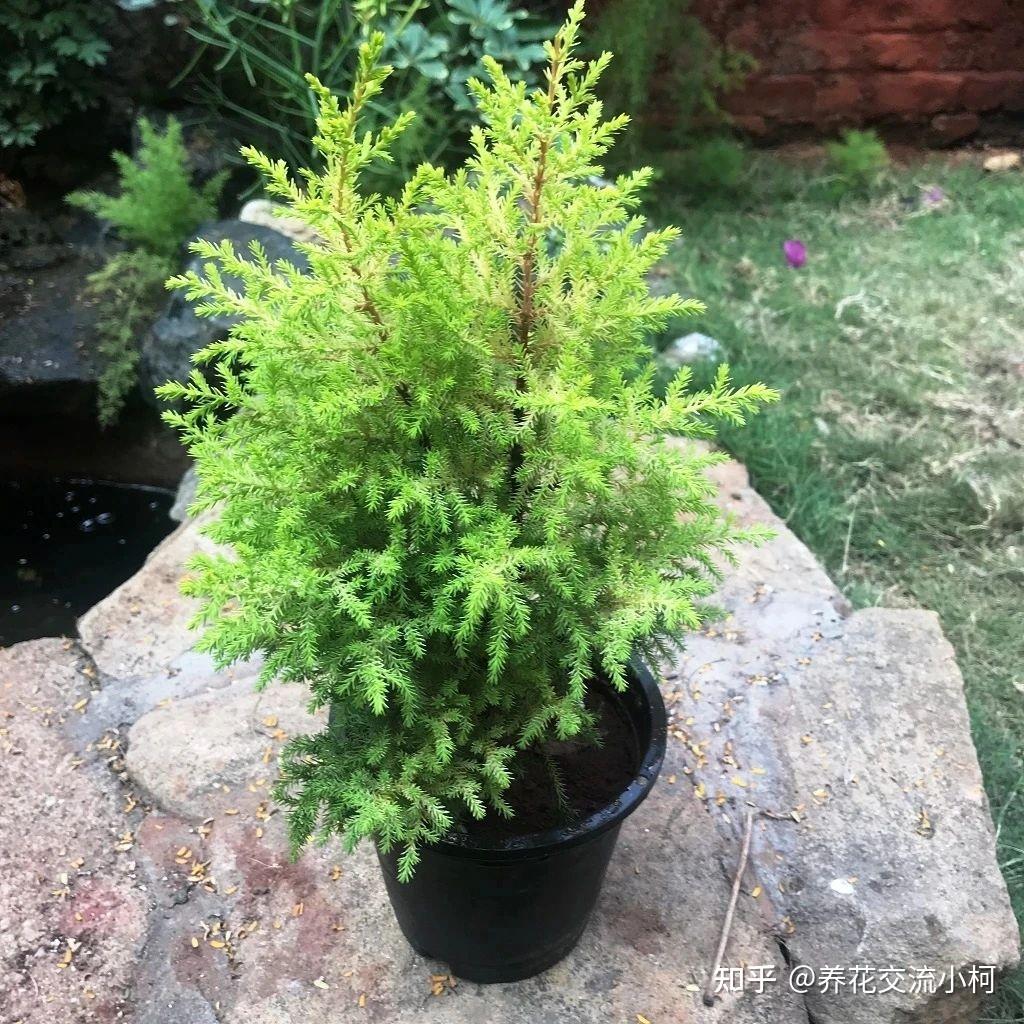 摸一下就有香味的香松，传言能驱蚊，养了后才发现易干枯，难呀！ - 知乎