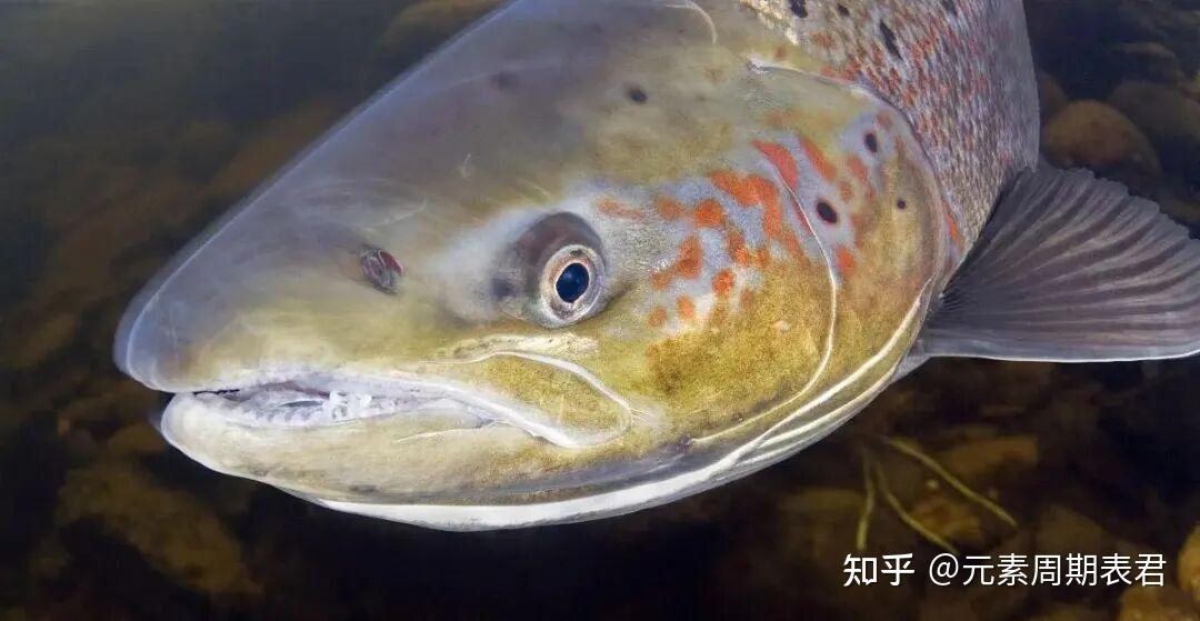 一天认识一种动物,今天认识【大西洋鲑】 - 知乎