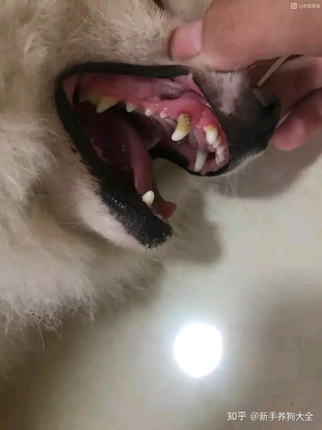 狗狗牙龈瘤图片图片