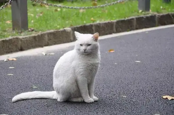 几个月不回家 猫咪还记得我吗 知乎