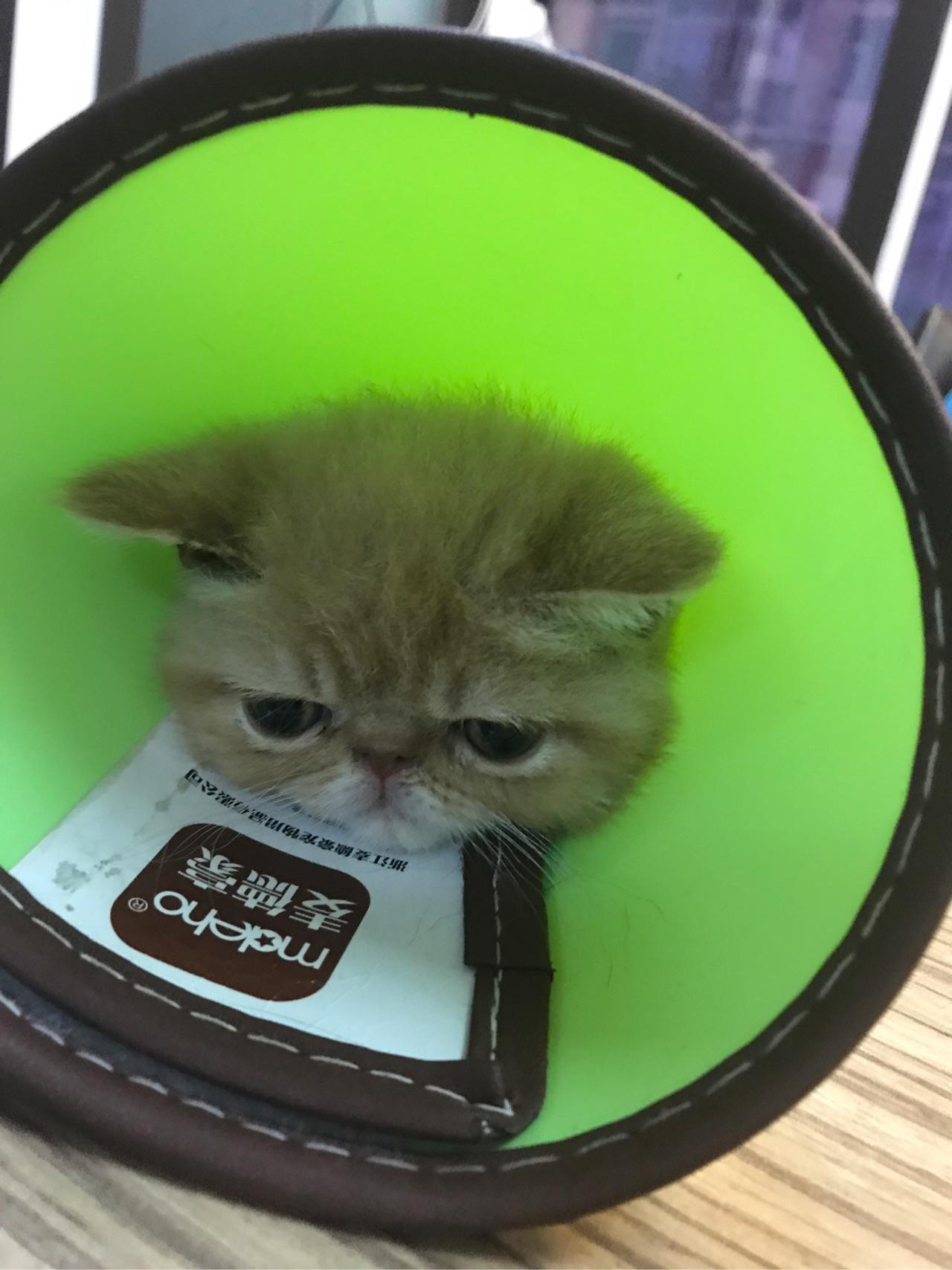 养一只不粘人的猫是什么体验?