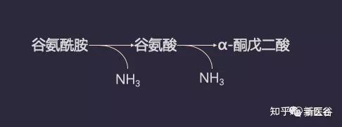 谷谷给你讲述体内酸碱平衡三大调控战场