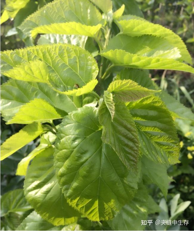 中药养发护发篇-桑叶