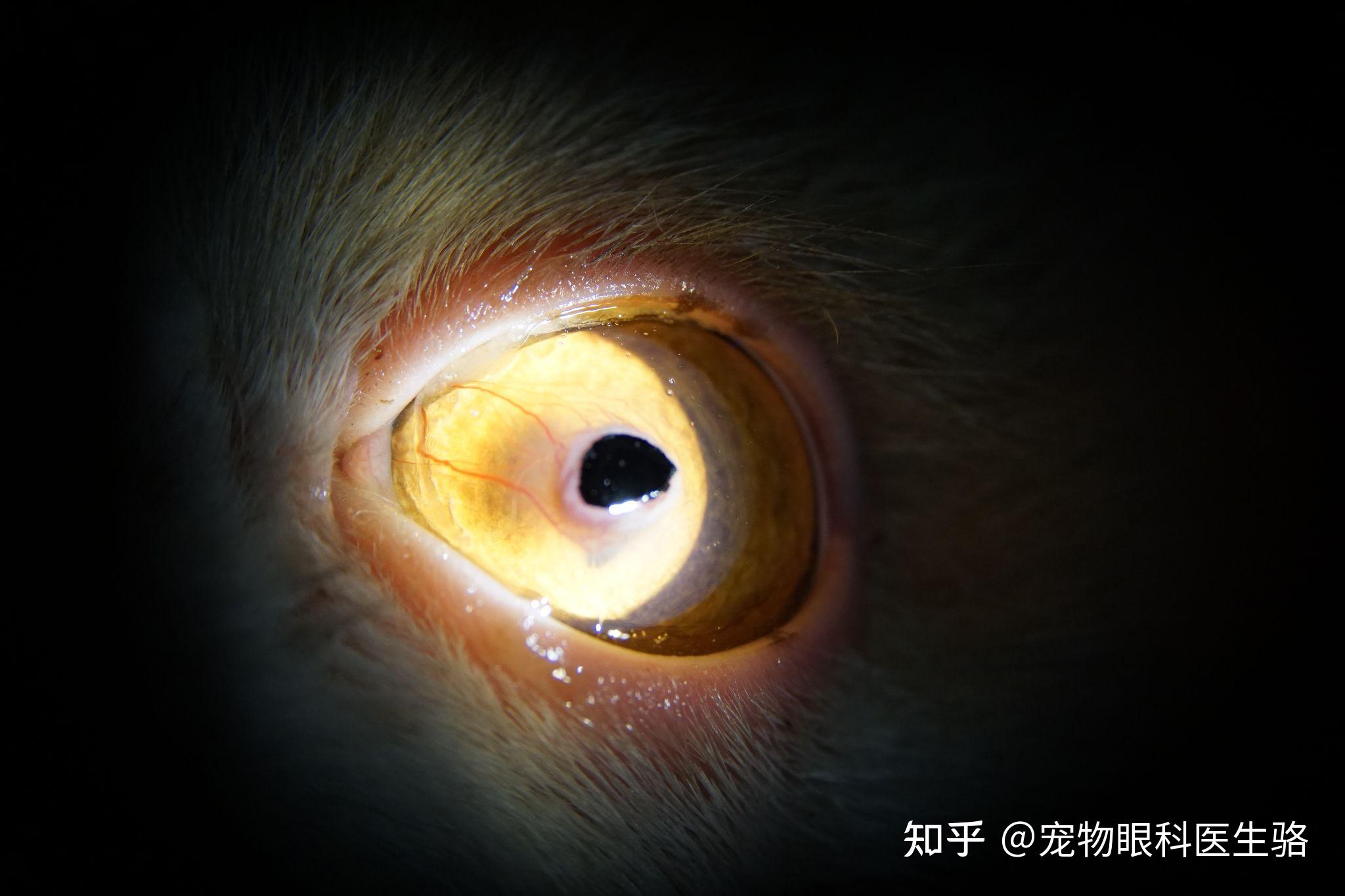 在患猫眼部疼痛,病变部分面积大的情况下,通常采取表板层角膜切除术