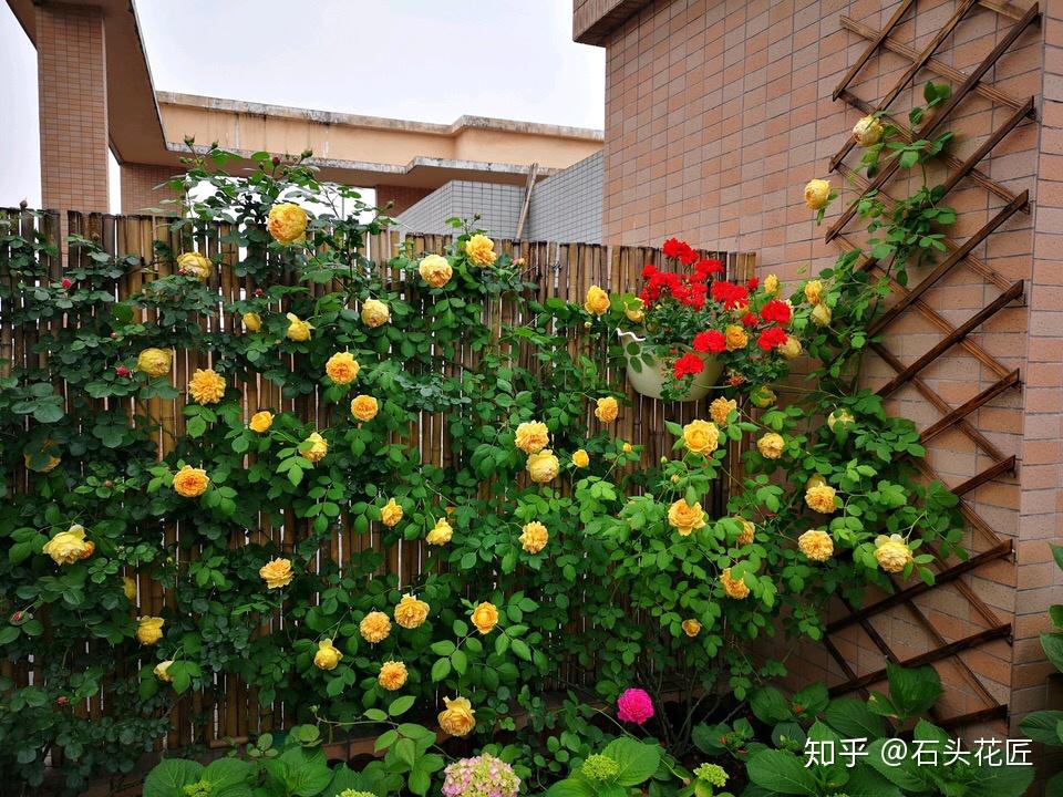 养藤本月季学会2个技巧夏天开出1面花墙