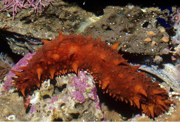 海参知识科普海参如何进食消化和呼吸的