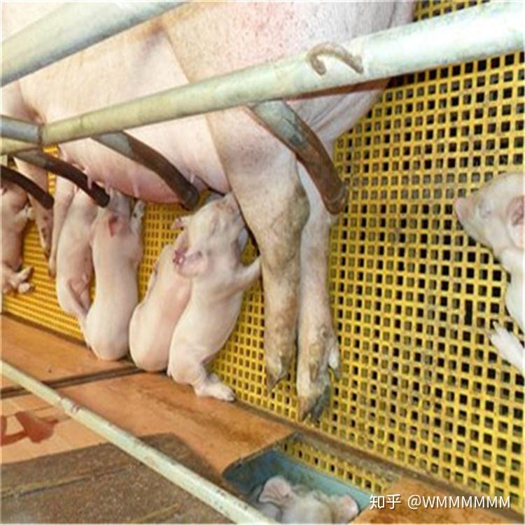 养殖排粪地板玻璃钢格栅色泽鲜艳