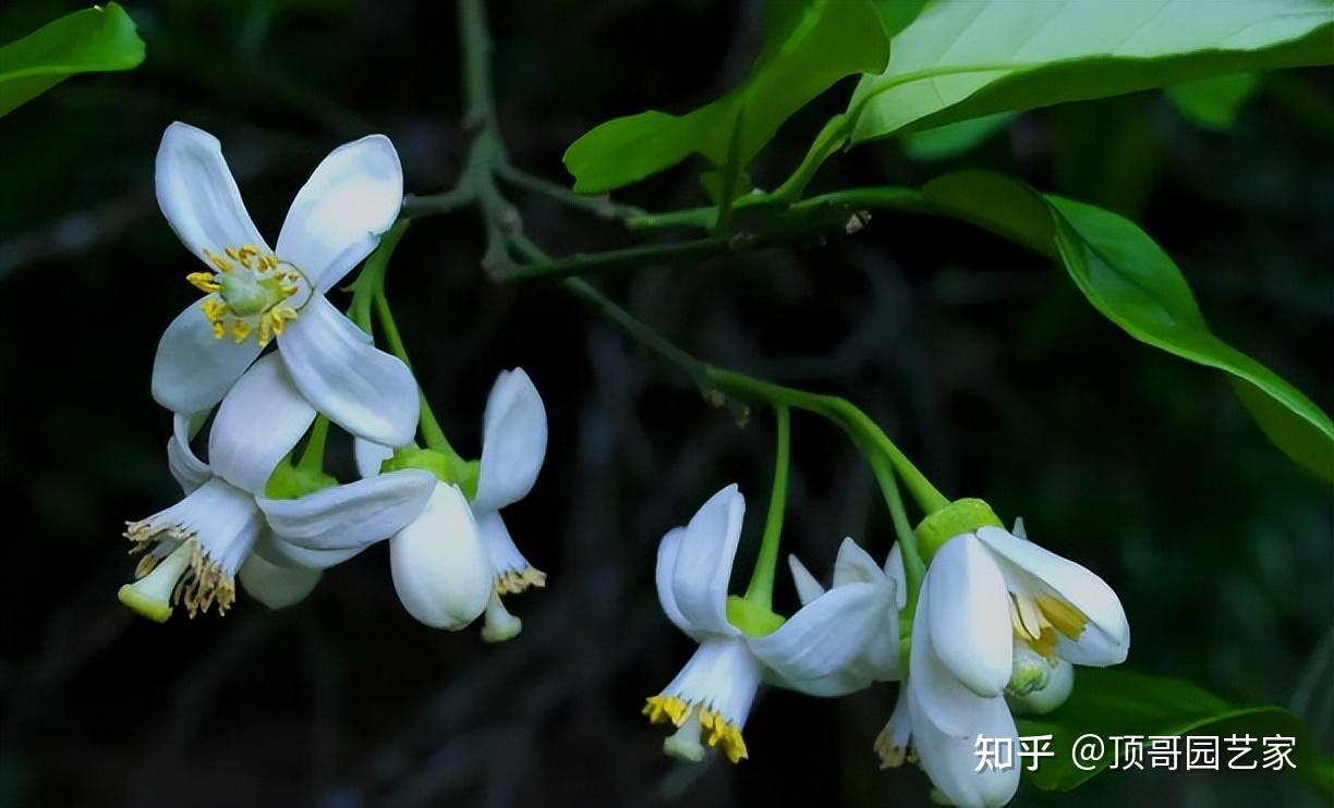 柚子树几月开花图片