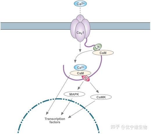 揭秘L型钙离子通道信号在转录调控过程中的作用 - 知乎
