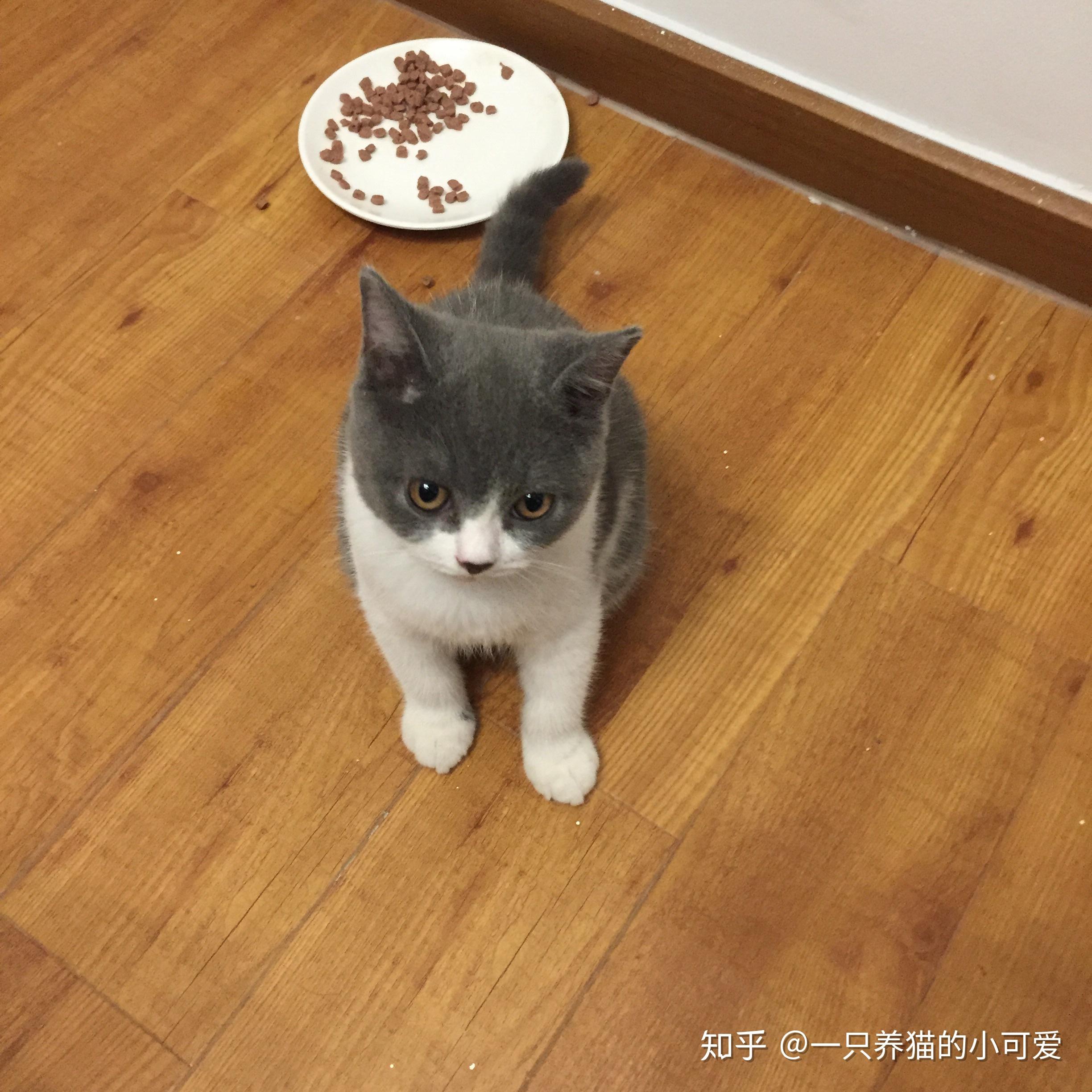 关于英短母猫的发腮问题