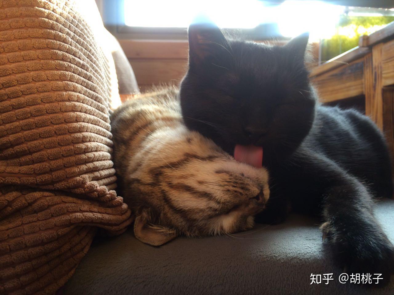 你家猫睡着后是什么样子的?