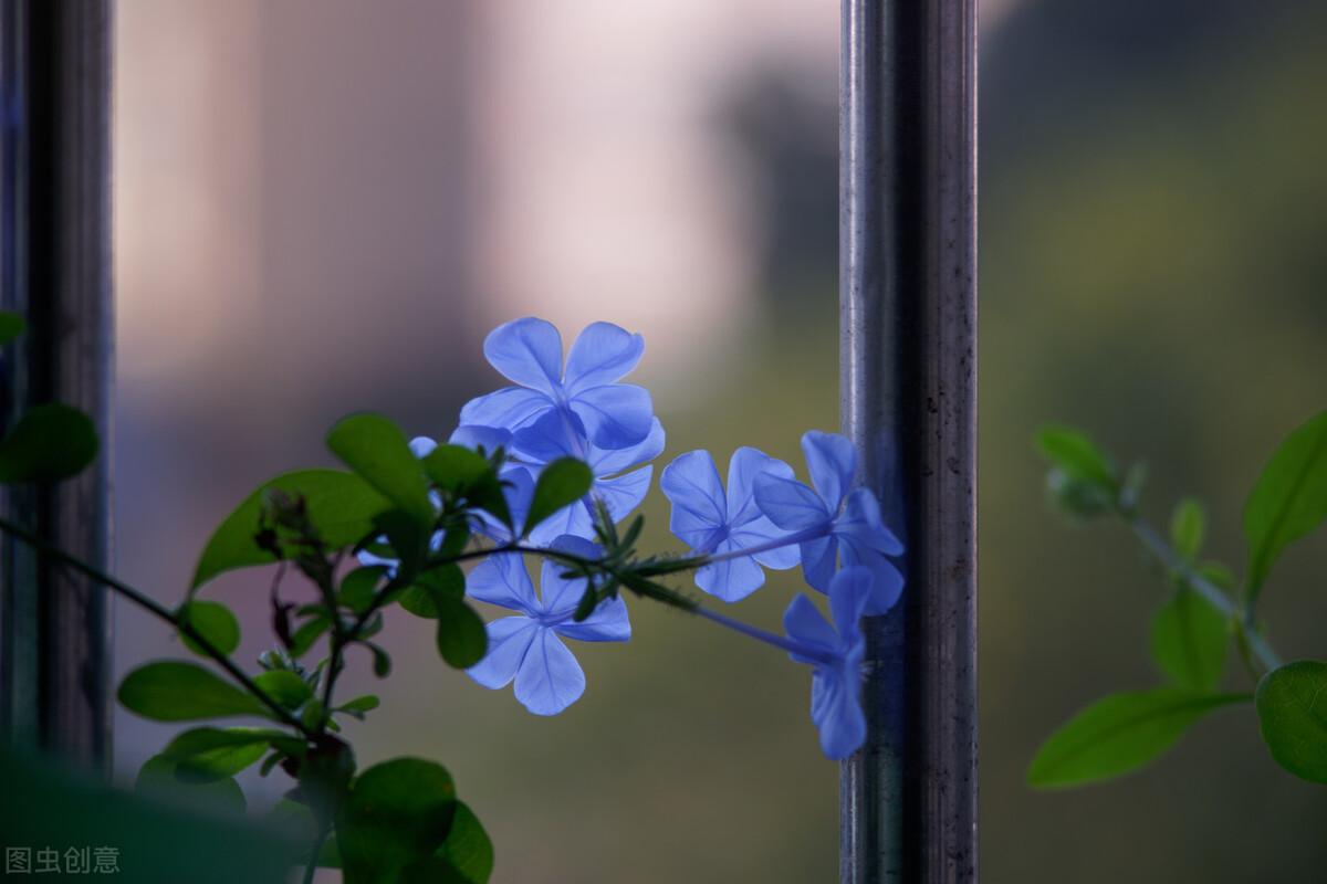 蓝色牡丹的寓意（美爆全网的10种蓝色奇花，惊艳蓝色牡丹的寓意） | 说明书网