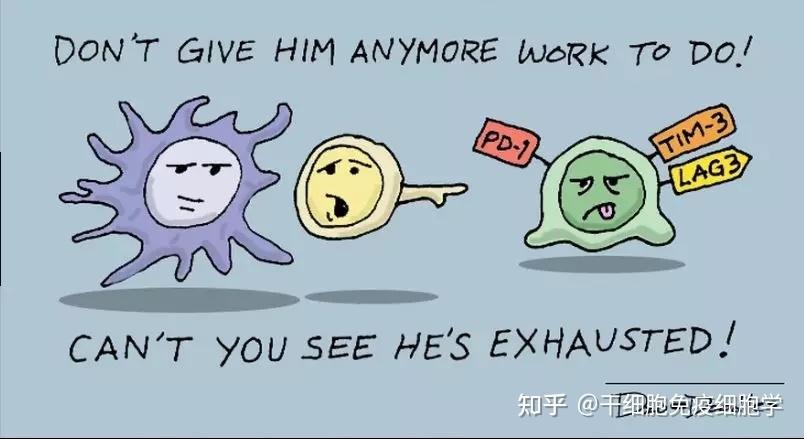 生动形象又可爱我们一起来认识这群萌萌哒免疫细胞