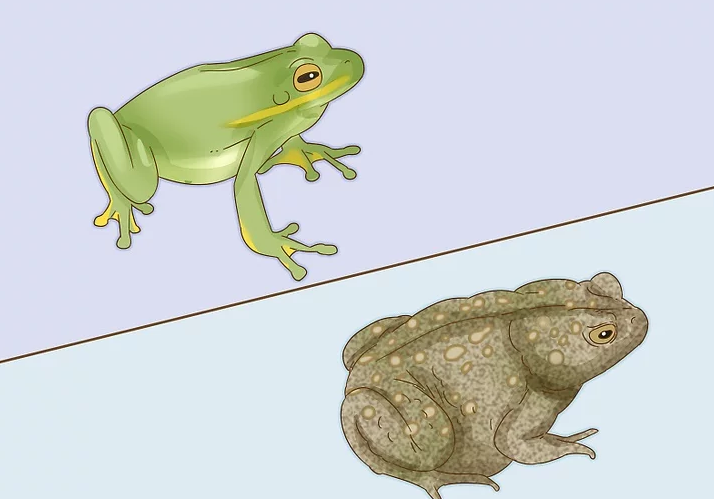 青蛙的脚趾间有蹼,因为它一生中大部分时候都生活在水里.