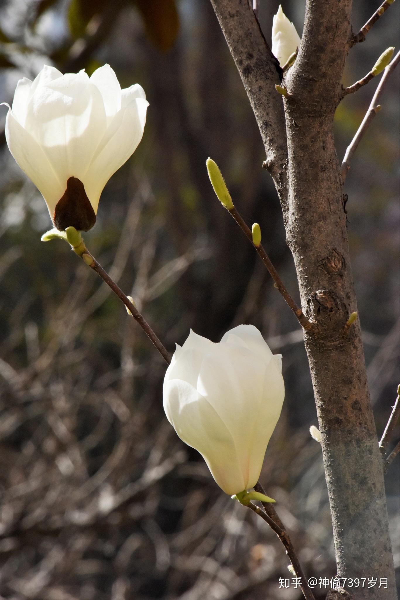 找到一株花形饱满的玉兰