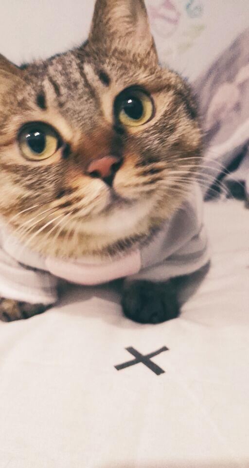 为什么猫咪会踩奶啊?