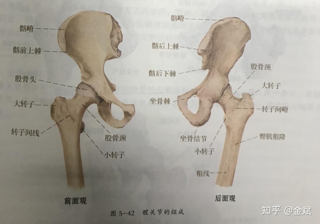 股骨髋臼撞击综合症图片